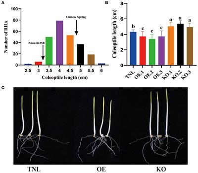 Impact of “Green Revolution” gene Rht-B1b on coleoptile length of wheat